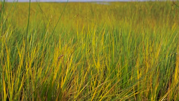 Panorama Dense Green Thickets Blue Horizon Clear Summer Day — Stock Video