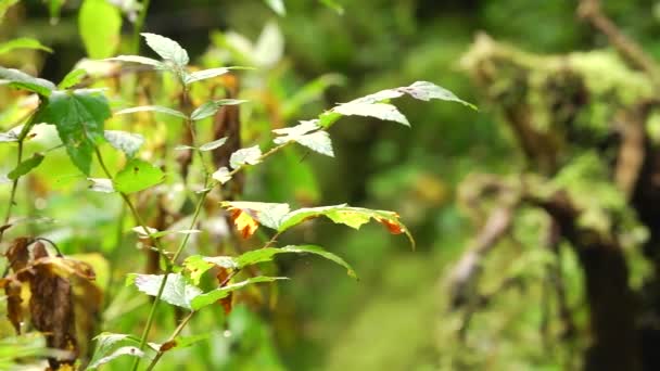 Panorama Das Moitas Floresta Folhas Verdes Uma Forma Incomum Bonita — Vídeo de Stock