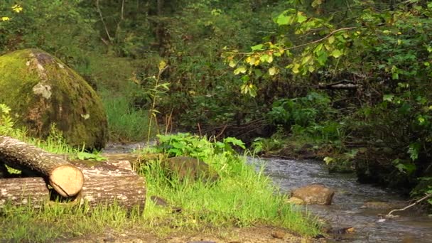 Arroyo Fluye Entre Los Matorrales Verdes Del Bosque Día Claro — Vídeo de stock