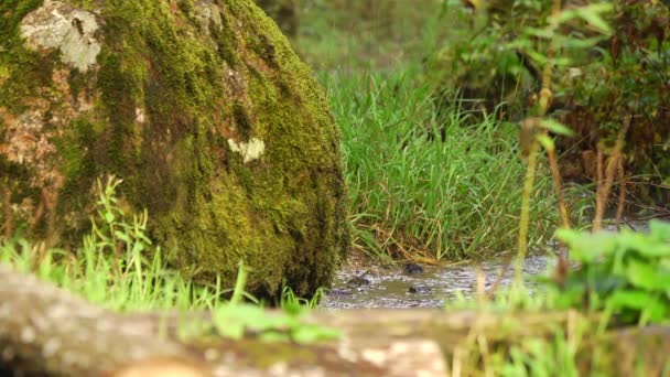 Fluxo Floresta Entre Moitas Verdes Pedra Coberta Com Musgo Belo — Vídeo de Stock