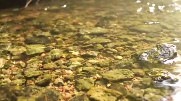 Água Limpa Uma Fonte Florestal Parte Inferior Qual Pedras São — Vídeo de Stock