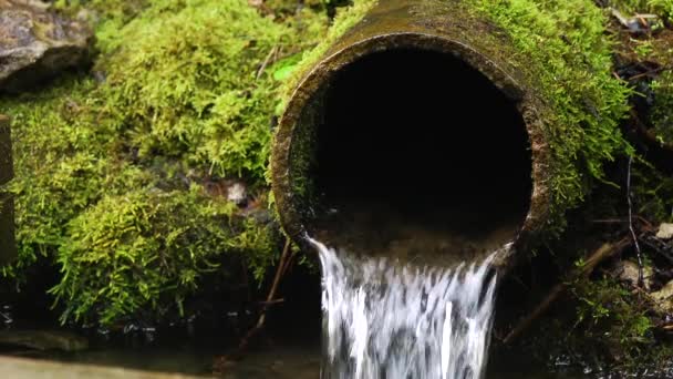 Stream Spring Water Rusty Pipe Forest Thicket — Stock Video