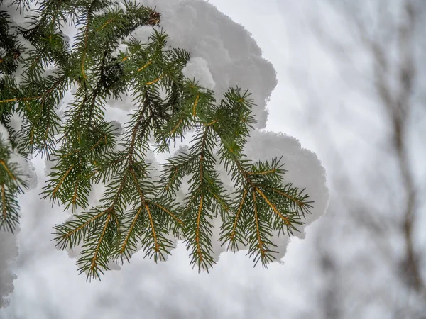 Een Groene Dennentak Bedekt Met Sneeuw — Stockfoto