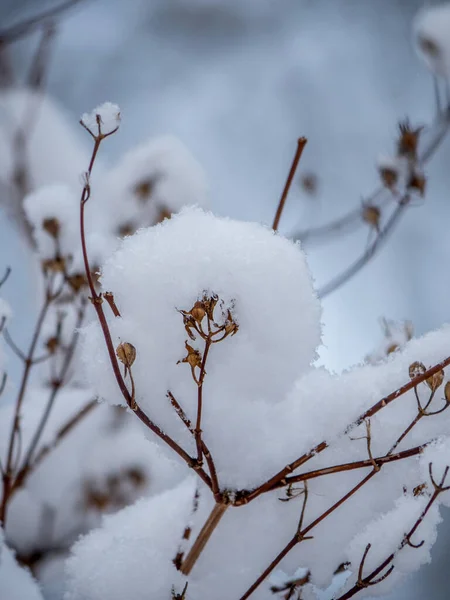 Bush Met Takken Bedekt Met Witte Pluizige Sneeuw Een Winter — Stockfoto
