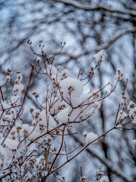 冬の公園で白いふわふわの雪で覆われた枝を持つブッシュ — ストック写真
