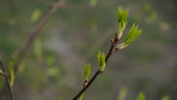 Pequeños Brotes Hojas Verdes Una Rama Bush — Vídeos de Stock