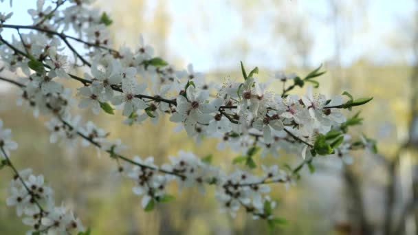 Ein Zweig Eines Baumes Weißer Blüte Schwankt Der Brise — Stockvideo