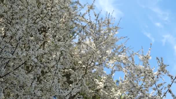 Árbol Plena Floración Contra Cielo Azul Flores Blancas Las Ramas — Vídeos de Stock