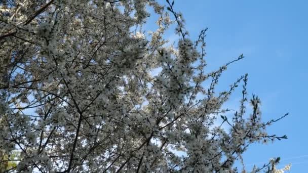 Árbol Plena Floración Contra Cielo Azul Flores Blancas Las Ramas — Vídeo de stock