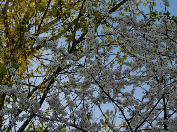 Pissenlits Jaune Vif Fleurs Printemps Herbe Verte Beau Paysage — Photo