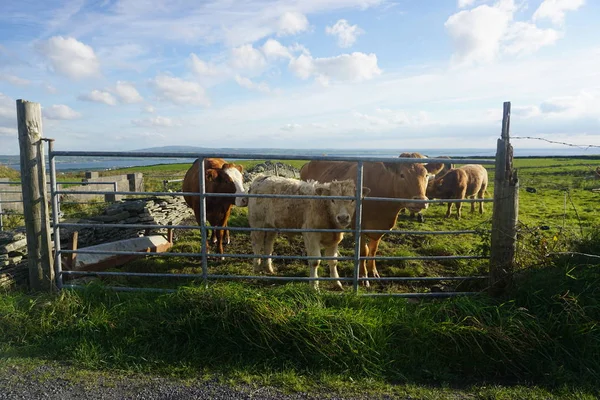 İnekler İrlanda bir çitin arkasında