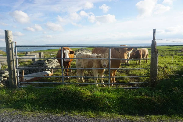 İnekler İrlanda bir çitin arkasında