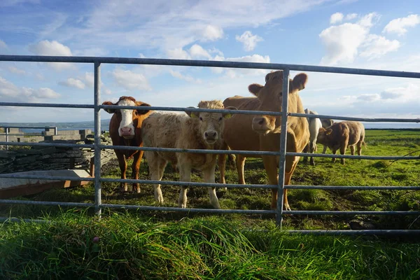 Çitin arkasındaki inekler