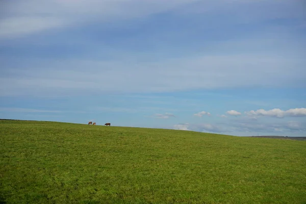 Yeşil Çimen ve Mavi Gökyüzü