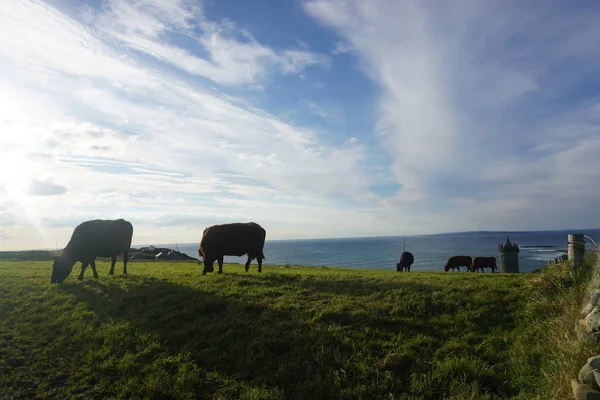 İnekler arazide, İrlanda