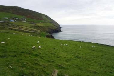 Okyanus tarafından mera içinde koyun