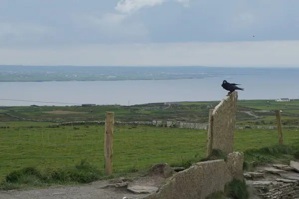 Kaya direğine oturan bir karga