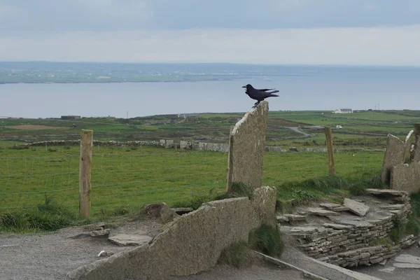 Kaya direğine oturan bir karga