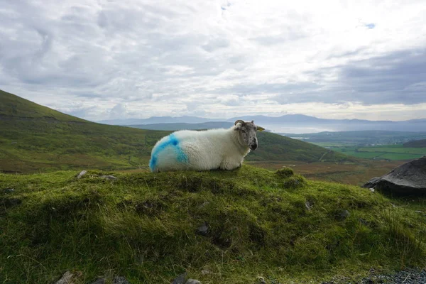 Otların arasında uyku koyun