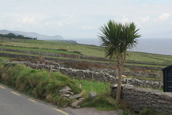 Irlanda palmiye ağacı