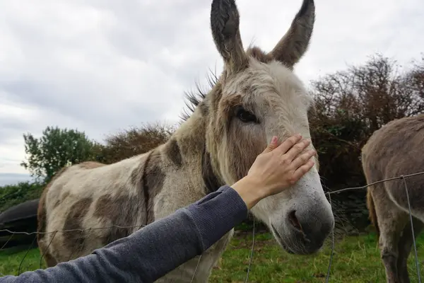 Evde beslenen hayvan olmak bir eşek