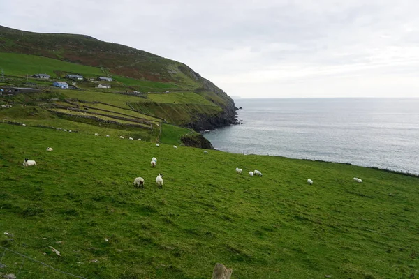 Bir uçurumda mera koyun