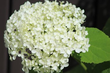 Beyaz ortanca çiçeği