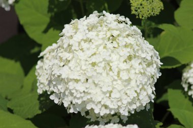 Benim bahçe çiçek