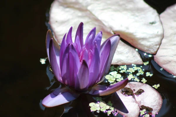 Lilie am Teich — Stockfoto