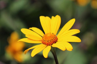 Güneş çiçek çiçek