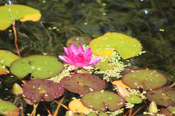 Lilie im Teich — Stockfoto