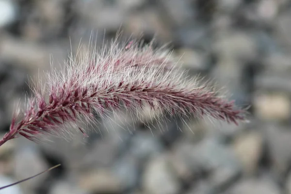 Prairie Herbe Bloom — Photo