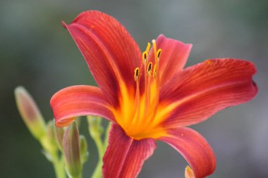 Park Lily