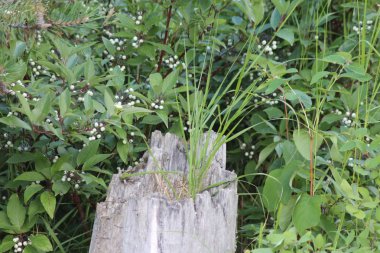 eski ağaç kütüğü