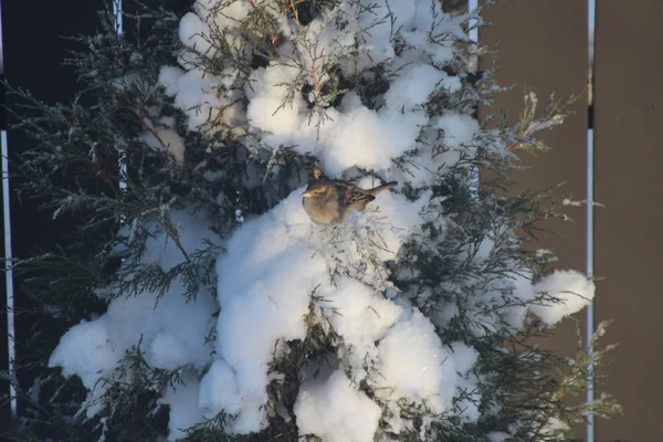 Bruant dans l'arbre — Photo