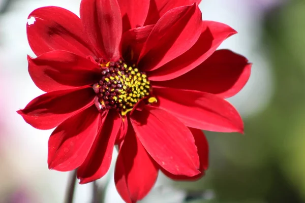 Rote Fließblüte — Stockfoto