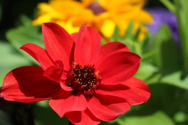 Röd blomma blommar — Stockfoto
