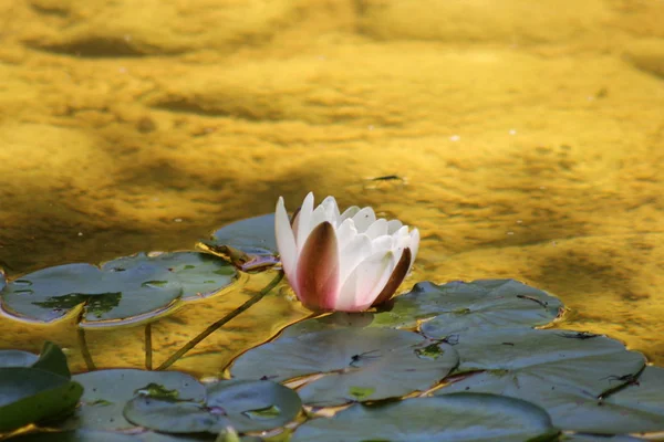 Lilie auf dem Teich — Stockfoto