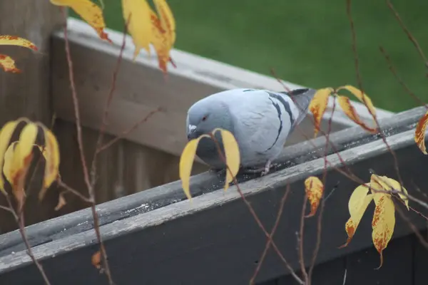 Pigeon sur la clôture — Photo