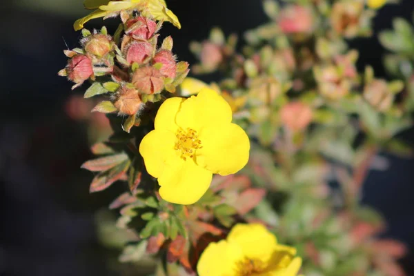 Fleurs dans le parc — Photo