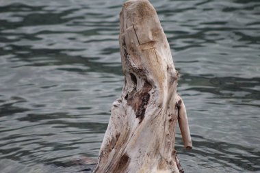 Göl dalgaların karaya attığı odun