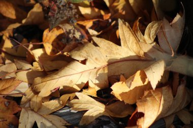 sonbaharda yapraklar