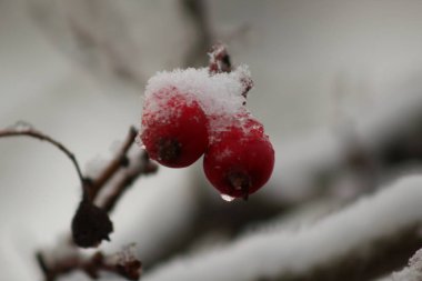 Sonbaharda meyveleri