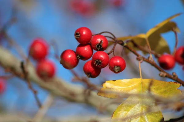 Bacche in autunno — Foto Stock