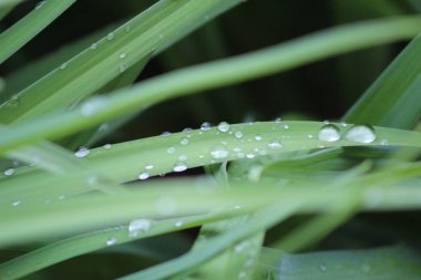 Yapraklara yağmur yağıyor