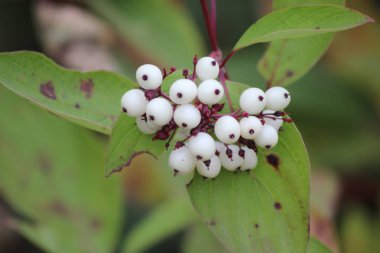 Sonbaharda meyveleri