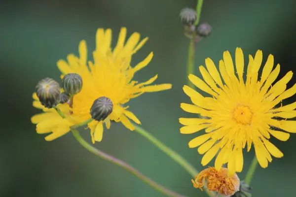 Bloemen in de lente — Stockfoto