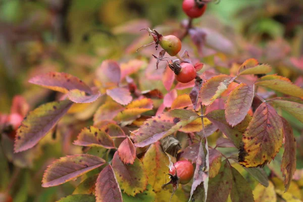 sonbahar yaprakları