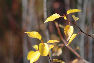 Bir dağ yolu boyunca sahne
