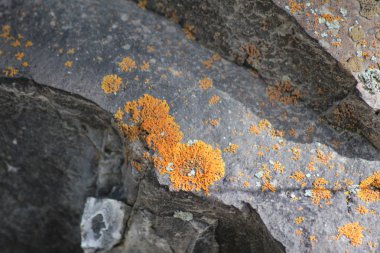 Bir dağ yolu boyunca sahne